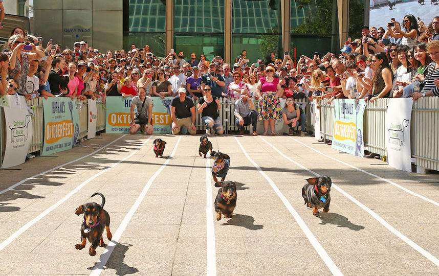 Нарядные таксы приняли участие в забеге. Фото Getty