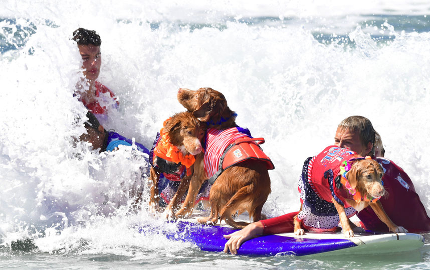 Соревнования по сёрфингу среди собак. Фото AFP