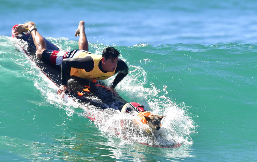 Соревнования по сёрфингу среди собак. Фото AFP
