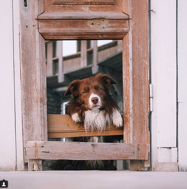 Скриншот instagram @ dogs_a_n_d_doors.