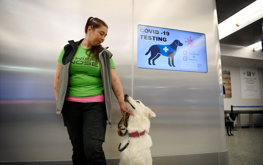 Собака способена обнаружить больного коронавирусом за 10 секунд, а весь процесс занимает меньше минуты. Фото AFP