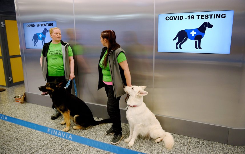 В аэропорту Хельсинки пассажиров на коронавирус проверяют собаки