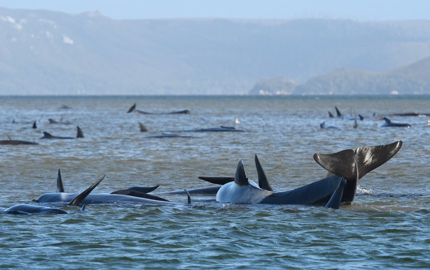 Сотни китов выбросились на берег в Австралии