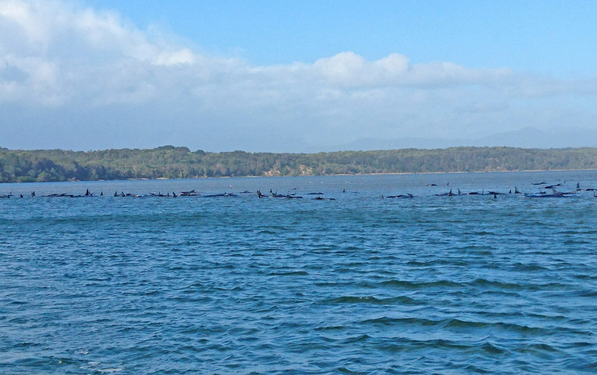 Всего у побережья Тасмании замечено около 270 китов. Фото Getty