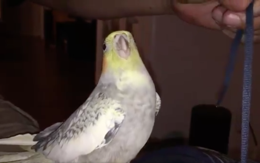 В Австралии попугай напевает рингтон iPhone каждый раз, когда грустит – видео