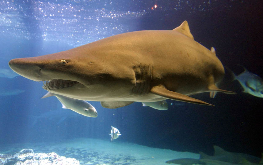 В Австралии рыбак вытащил из акулы почти сто детёнышей. Видео