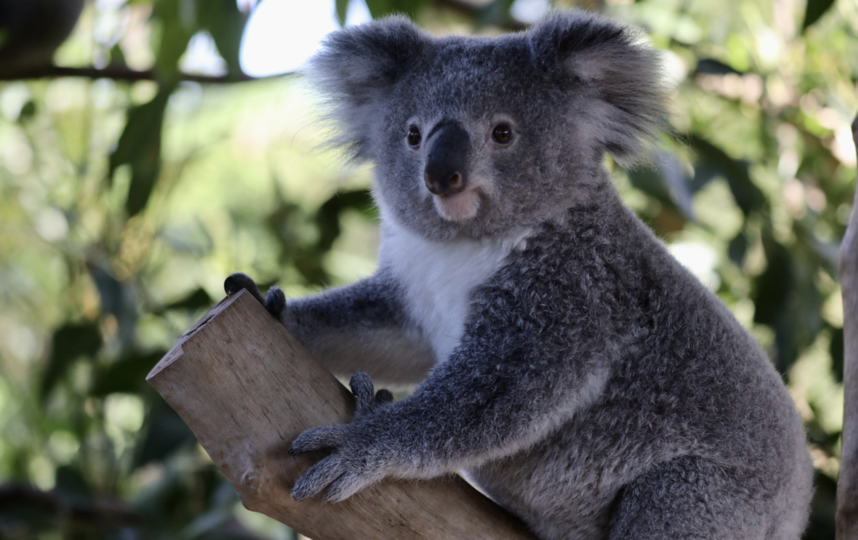 Эльзе сейчас чуть больше одного года. Фото The Australian Reptile Park