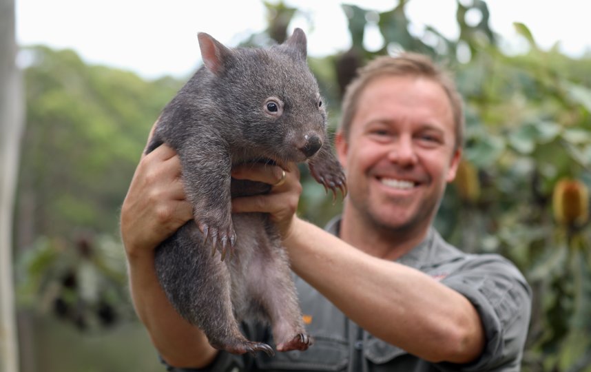 Вомбат Хоуп. Фото The Australian Reptile Park