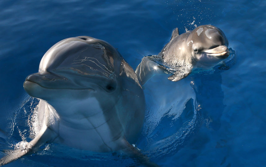 Самка дельфина родила прямо во время водного шоу. Видео