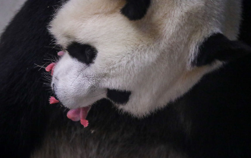 Мать оставляют только с одним из малышей, чтобы она не перенапрягалась. Затем забирают и приносят другого. Фото AFP