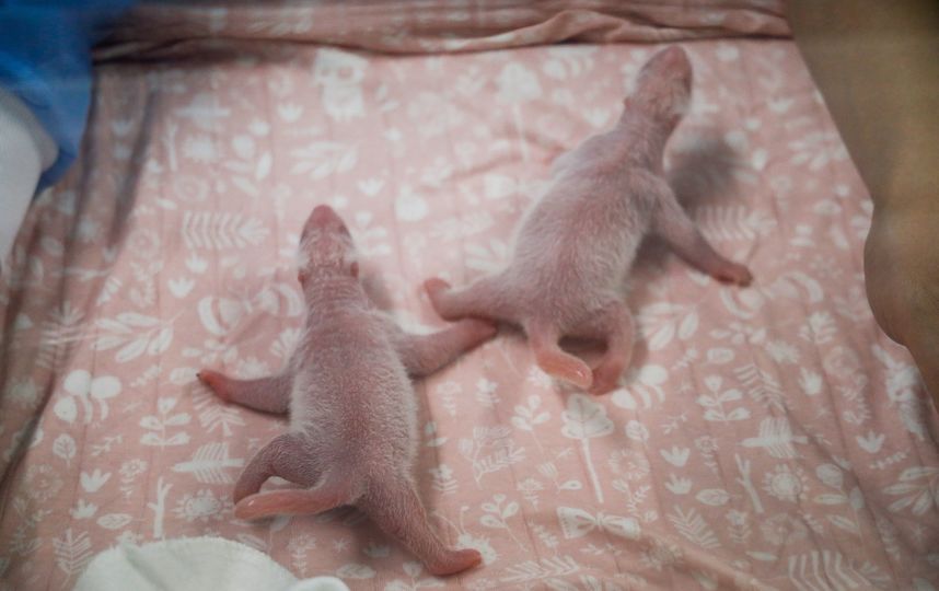 Мальчик родился раньше девочки на два часа. Фото AFP