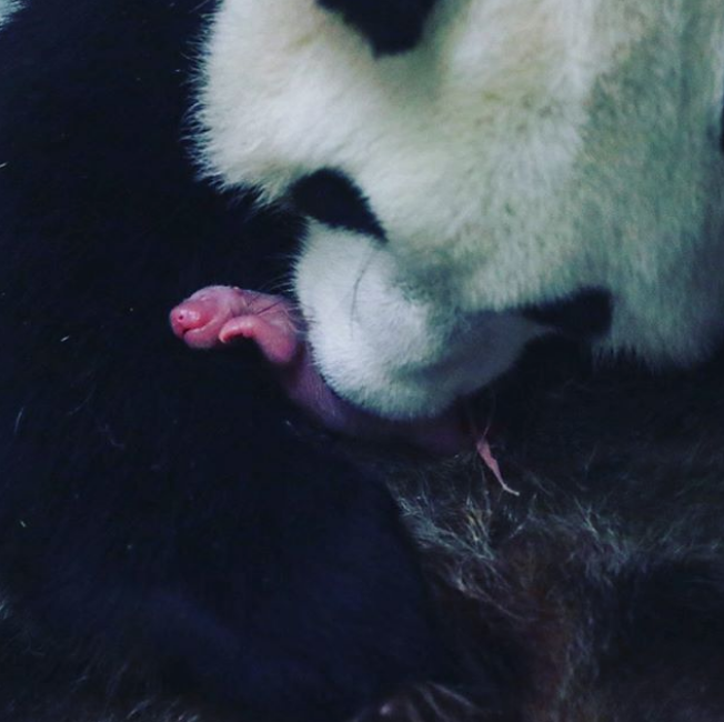 Мать оставляют только с одним из малышей, чтобы она не перенапрягалась. Затем забирают и приносят другого. Фото Скриншот instagram@ pairidaizaofficial