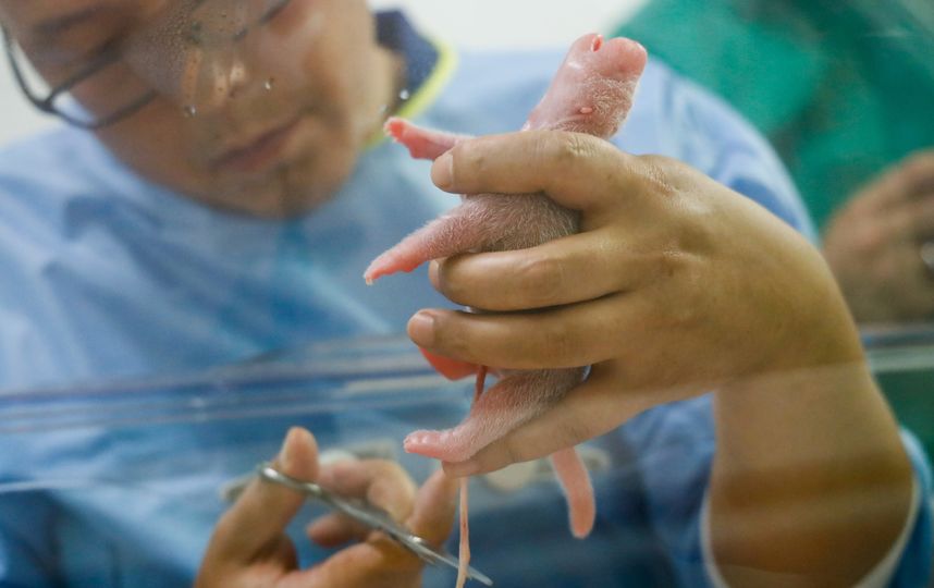 При родах присутствовала команда специалистов. Фото AFP