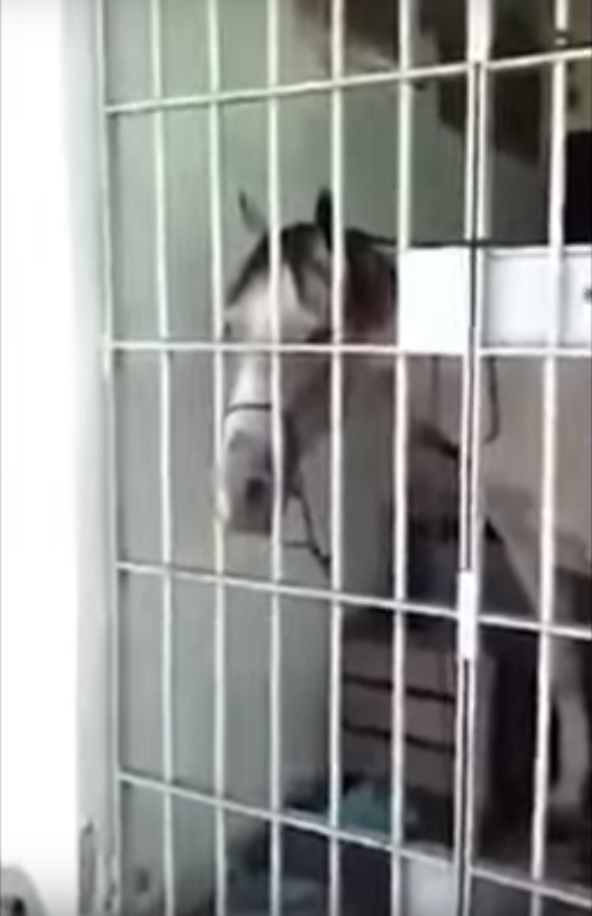 Скриншот youtube.com/watch?time_continue=31&v=Sa64n_OvFrY.