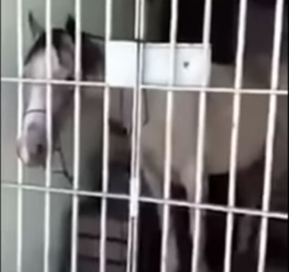 Скриншот youtube.com/watch?time_continue=31&v=Sa64n_OvFrY.