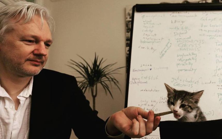 Кот-политик. Джеймс попал к основателю WikiLeaks Джулиану Ассанжу в десятинедельном возрасте. Фото Скриншот @embassycat