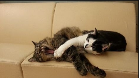 Коты Кузя и Мурис – помощники мэра.