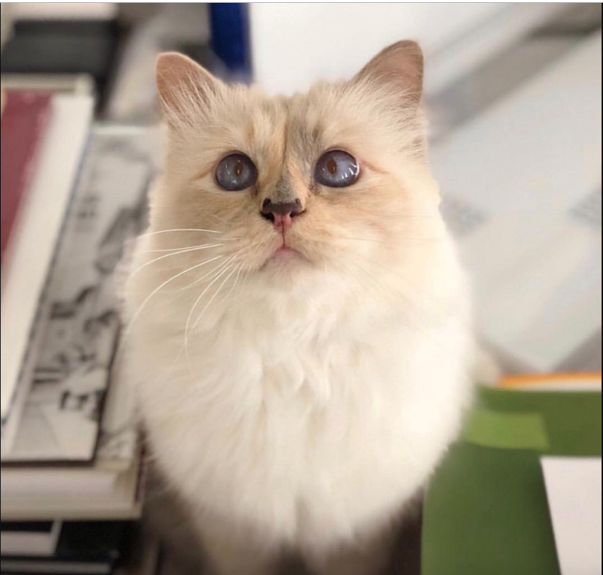 Кошка-модница Шупетт. Фото Скриншот @choupettesdiary