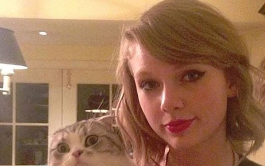 Кошки – звёзды клипов. Фото Скриншот @tealor_swift