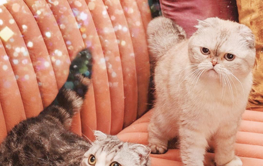 Кошки – звёзды клипов. Фото Скриншот @tealor_swift