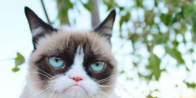 Grumpy Cat.