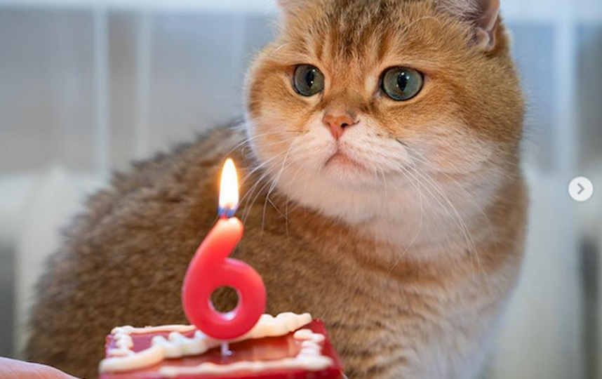 Хосико. Фото Instagram @hosico_cat