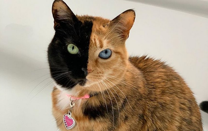 Кошка Венера. Фото Instagram @venustwofacecat