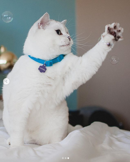 Мистер Уайт. Фото Instagram @white_coffee_cat