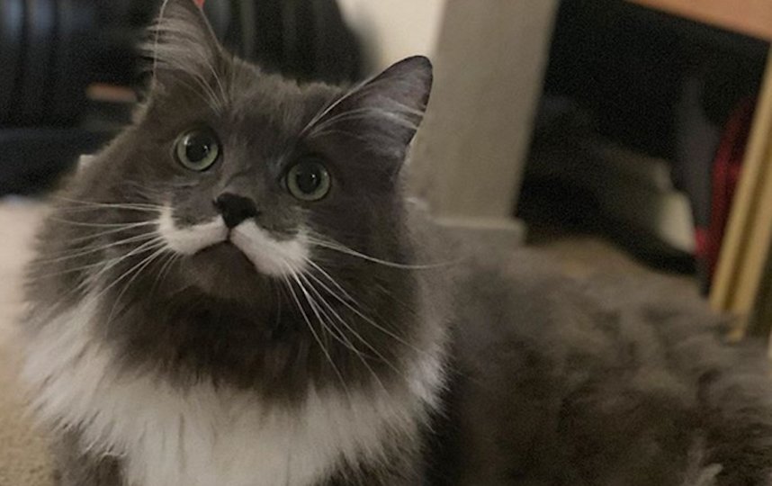 Гамильтон. Фото Instagram @hamilton_the_hipster_cat