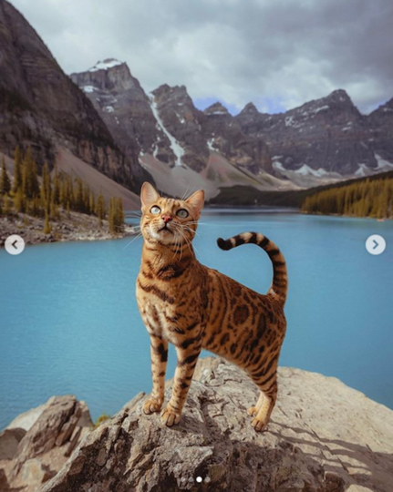 Кошка Суки. Фото Instagram @sukiicat