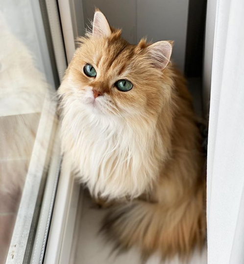 Смузи. Фото Instagram @smoothiethecat