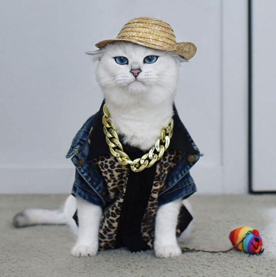 Коби. Фото Instagram @cobythecat