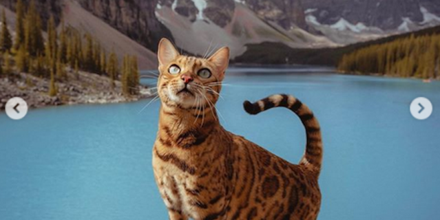 Кошка Суки.
