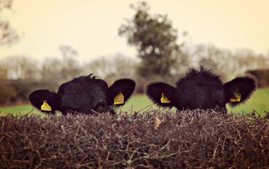 Фотография финалиста конкурса. Фото Heather Ross / Comedy Pet Photo Awards 2020