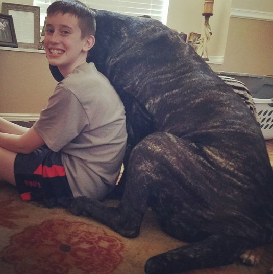 Щенок по кличке Евфрат. Фото www.instagram.com/darkmountainmolossus