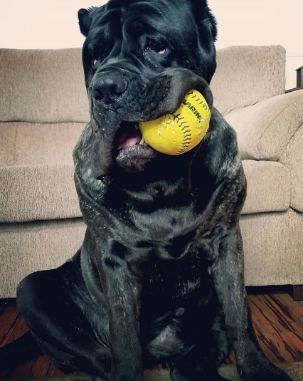 Щенок по кличке Евфрат. Фото www.instagram.com/darkmountainmolossus