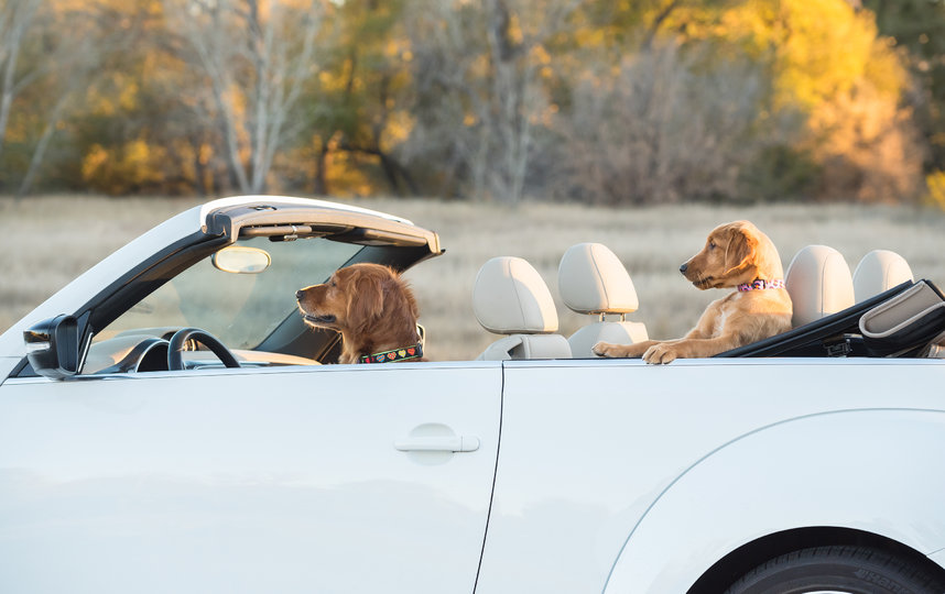 Фотография финалиста конкурса. Фото Karen Hoglund / Comedy Pet Photo Awards 2020