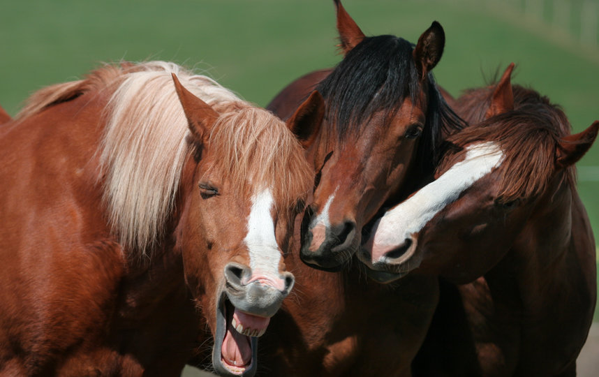 "Лошади-сплетницы". Фото Magdalena Strakova / Comedy Pet Photo Awards 2020