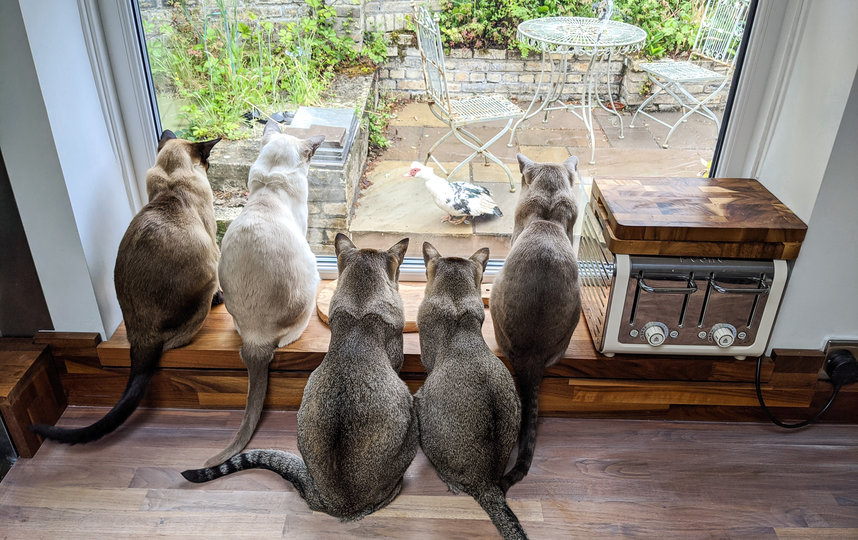 "А вот и ужин". Фото Beth Noble / Comedy Pet Photo Awards 2020