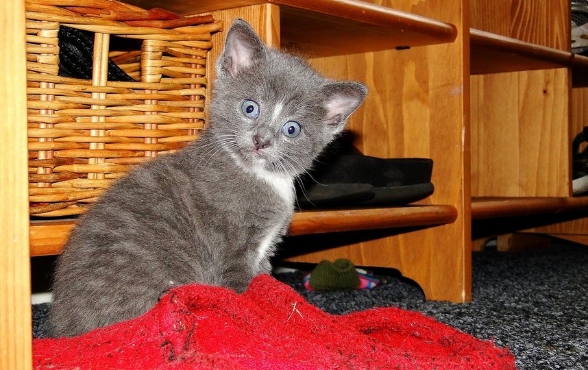 Фотография финалиста конкурса. Фото / Comedy Pet Photo Awards 2020