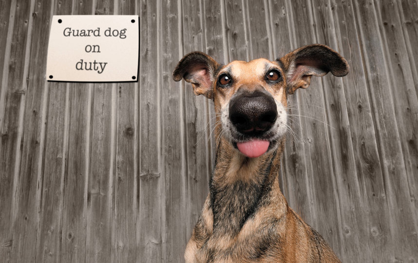 "Сторожевой пёс на посту". Фото Elke Vogelsang / Comedy Pet Photo Awards 2020