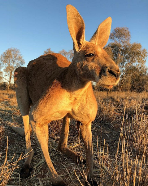 Кенгуру Роджер прожил 12 лет. Фото Скриншот https://www.instagram.com/thekangaroosanctuary/