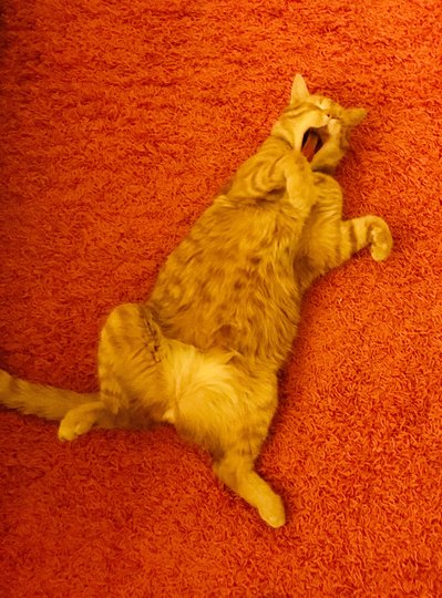 Фотография финалиста конкурса. Фото Ayden Brooks / Comedy Pet Photo Awards 2020