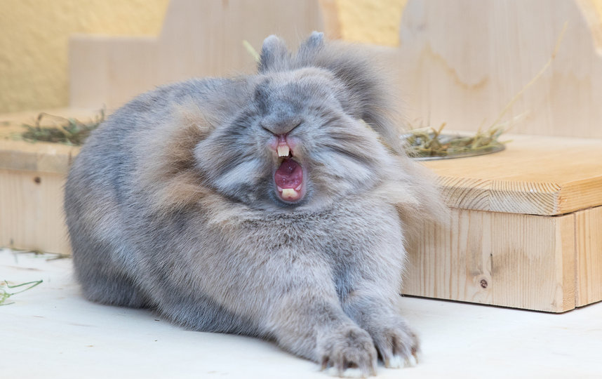 "Королева драмы". Фото Anne Lindner / Comedy Pet Photo Awards 2020