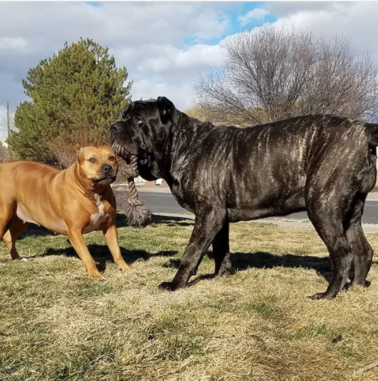 Щенок по кличке Евфрат. Фото www.instagram.com/darkmountainmolossus