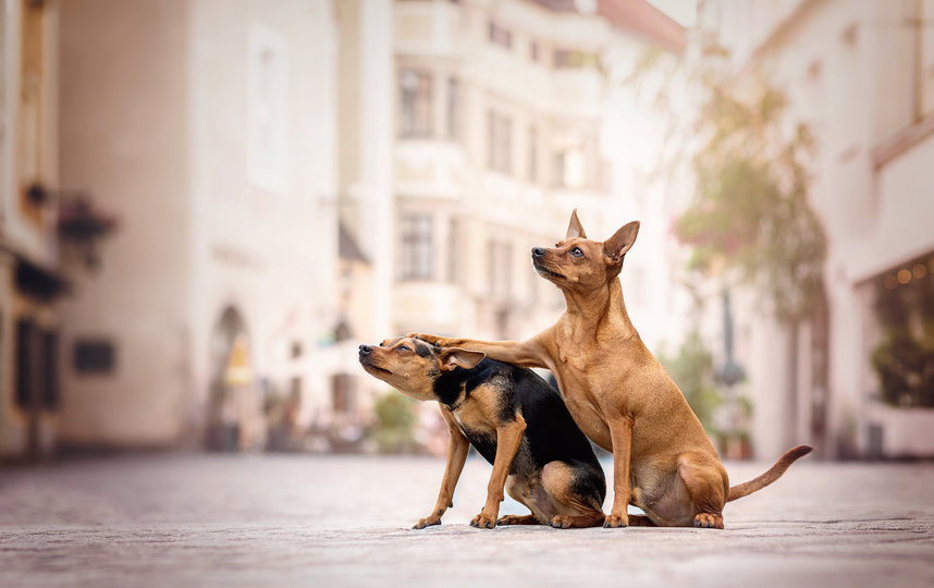 Фотография финалиста конкурса. Фото Kerstin Ordelt / Comedy Pet Photo Awards 2020