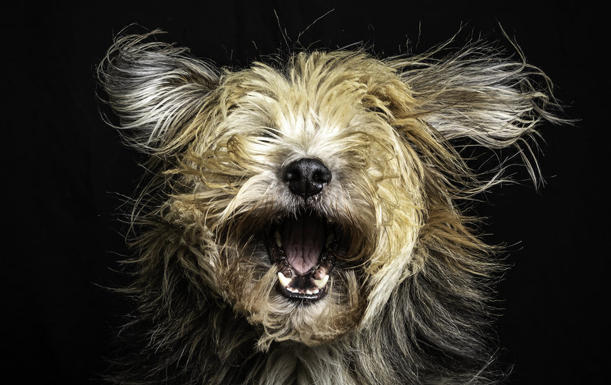 Фотография финалиста конкурса. Фото Hetwie van der Putten / Comedy Pet Photo Awards 2020