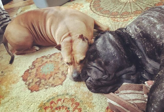 Щенок по кличке Евфрат. Фото www.instagram.com/darkmountainmolossus