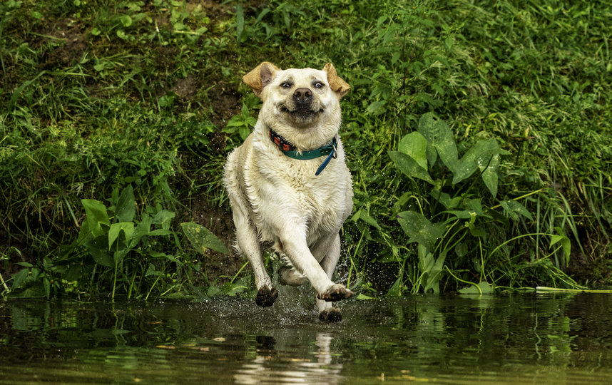 Фотография финалиста конкурса. Фото John Carelli / Comedy Pet Photo Awards 2020