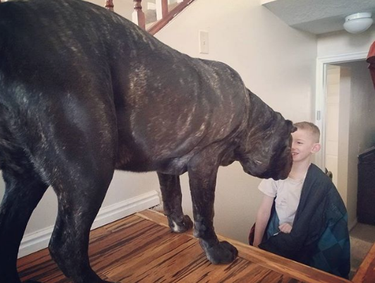 Щенок по кличке Евфрат. Фото www.instagram.com/darkmountainmolossus